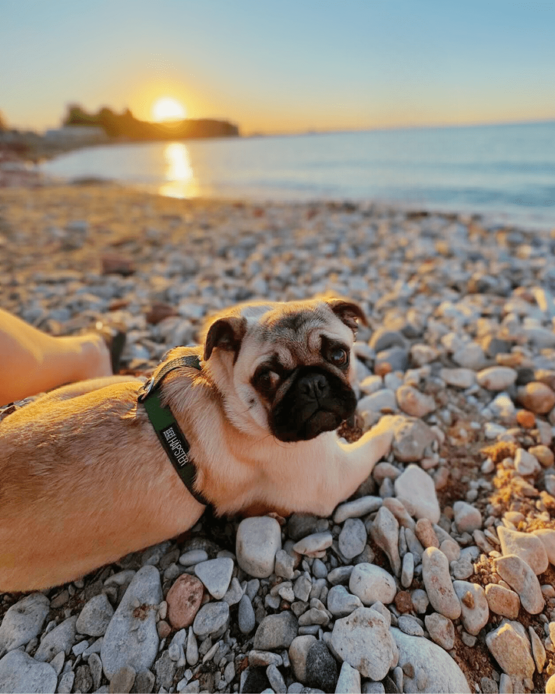 Oliivirohelised traksid ja rihmad