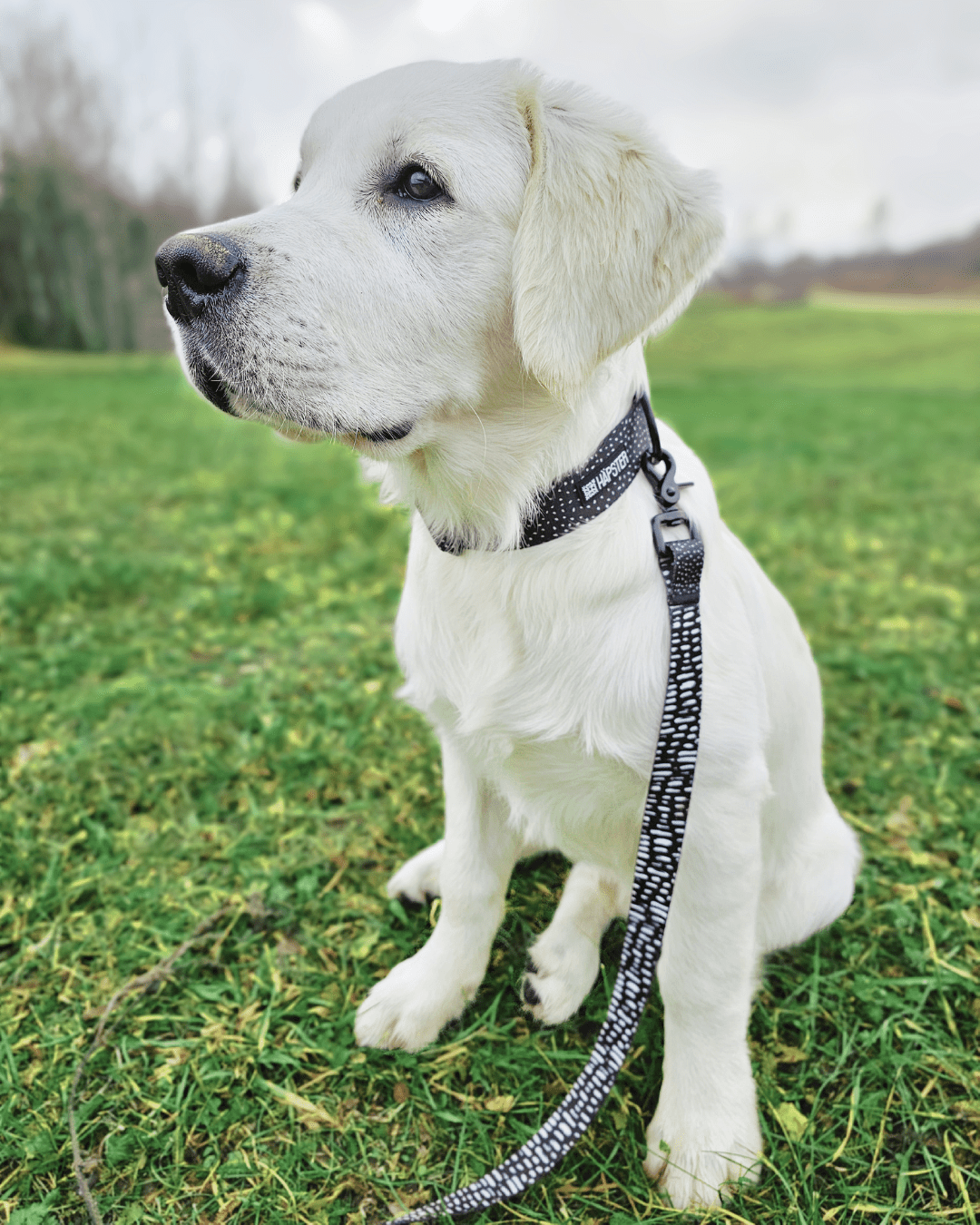 Koerte täpilised rihmad