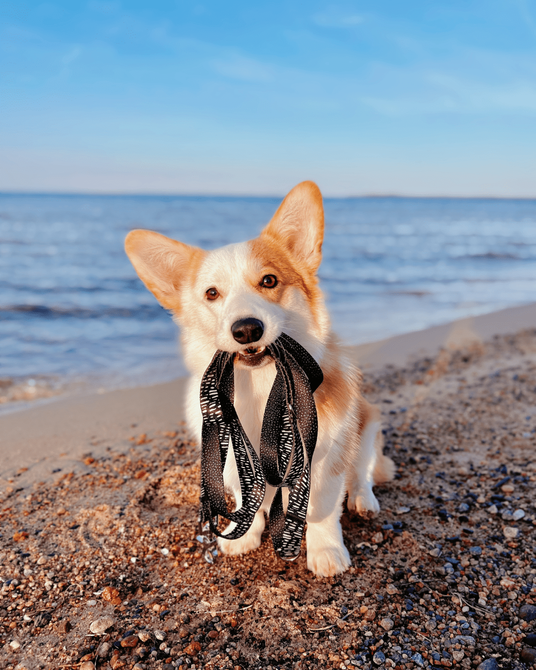 Koerte täpilised rihmad