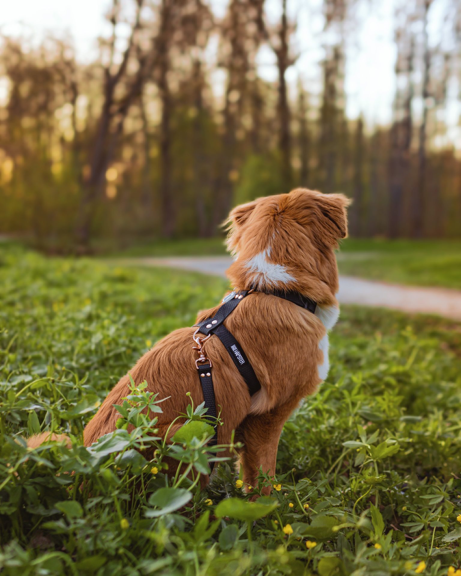 Koerte veekindlad mustad rihmad