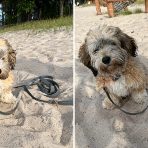 koer rannas hall jalutusrihm