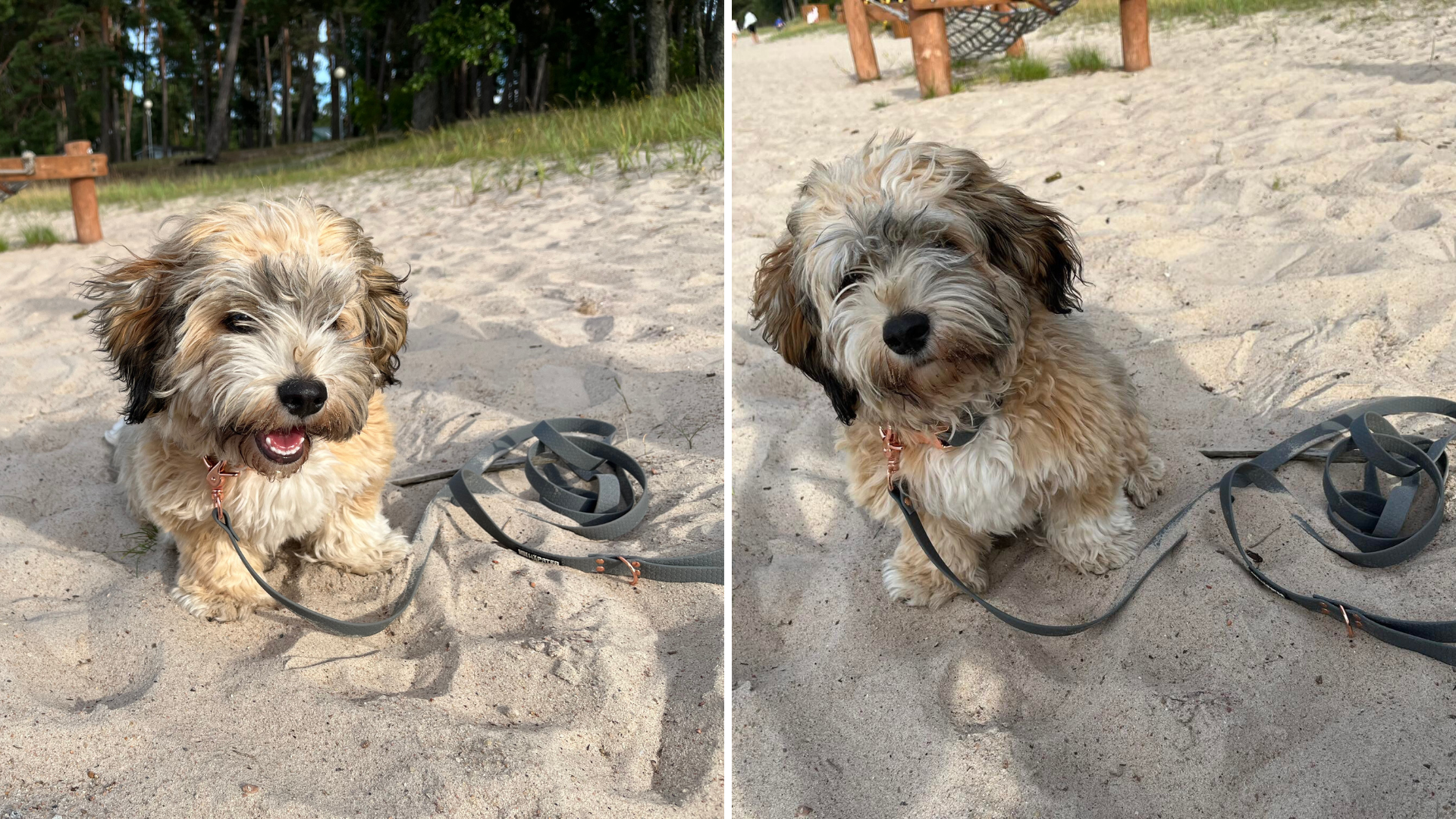 koer rannas hall jalutusrihm