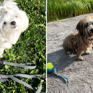 valge koer halli jalutusrihmaga 