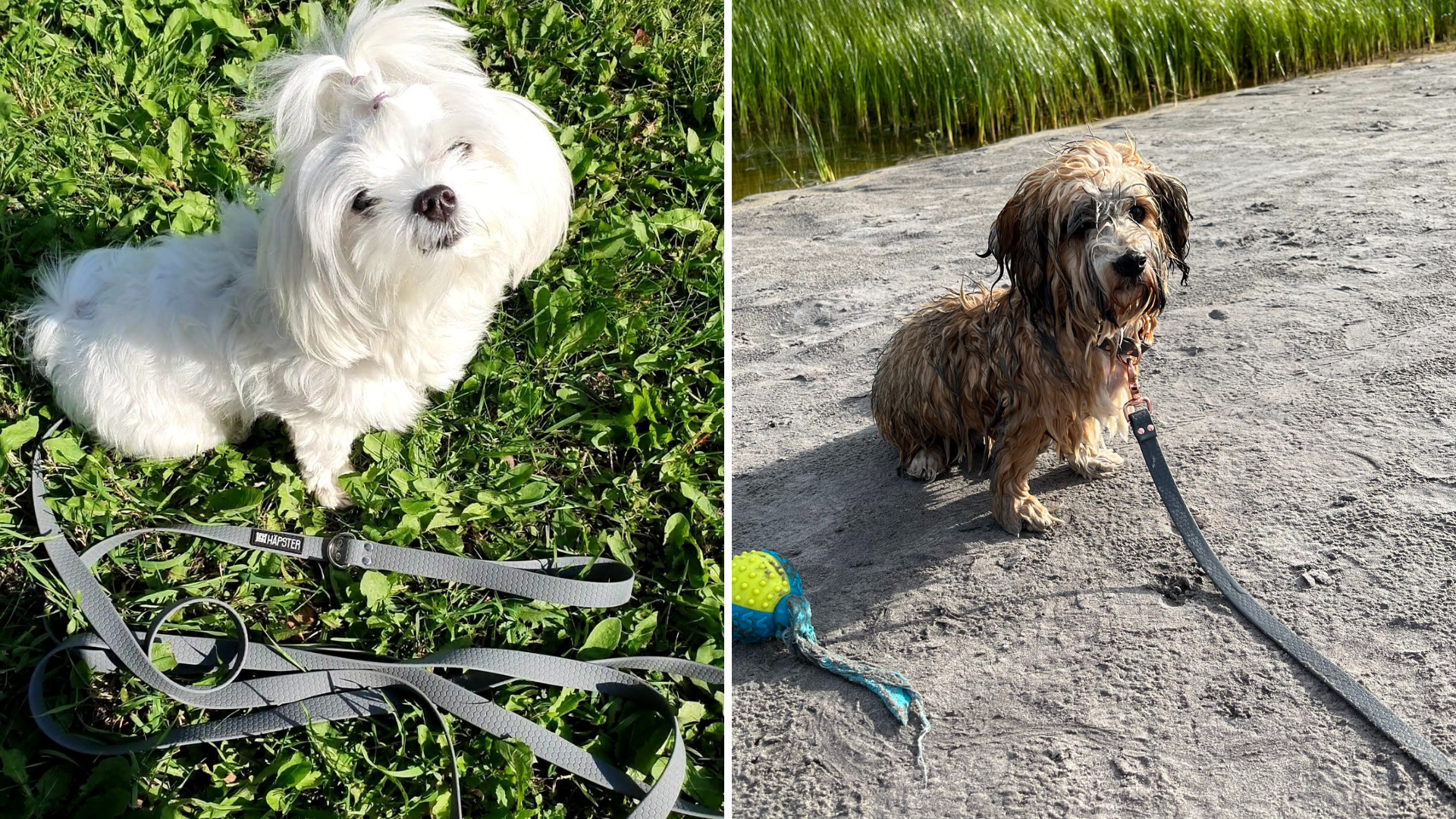 valge koer halli jalutusrihmaga 