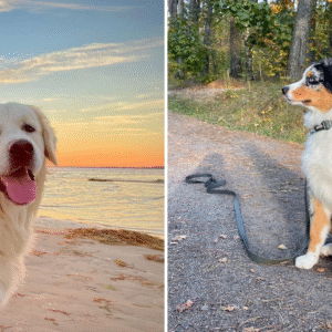 kuldne retriiver austraalia lambkoer hallide rihmadega