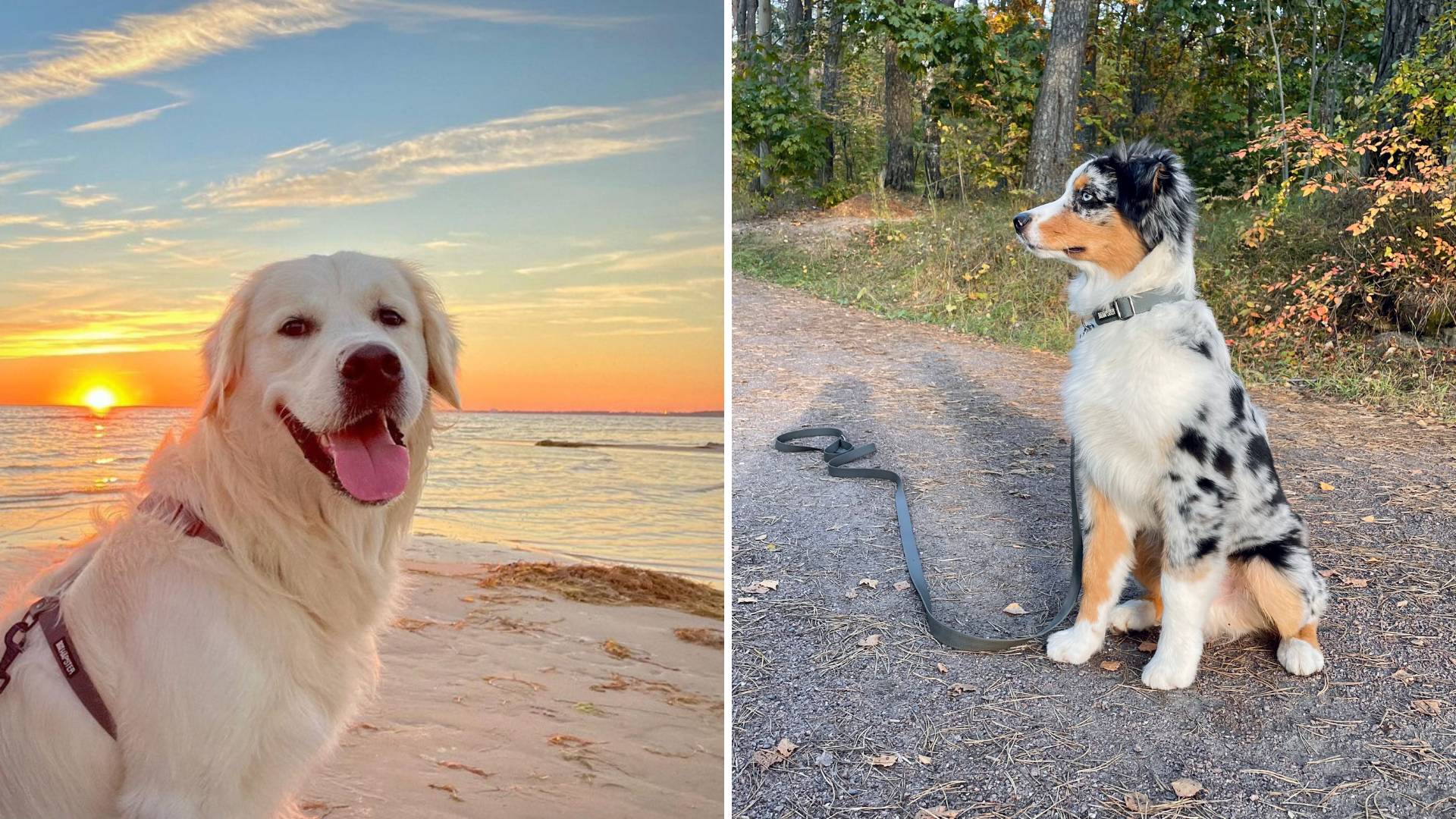 kuldne retriiver austraalia lambkoer hallide rihmadega