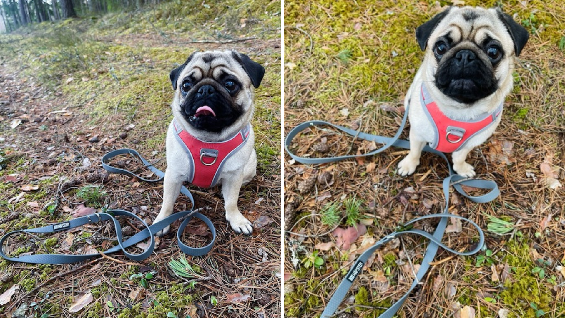 mops halli jalutusrihmaga