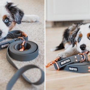 austraalia lambakoer halli jalutusrihmaga kuldsete pannaldega