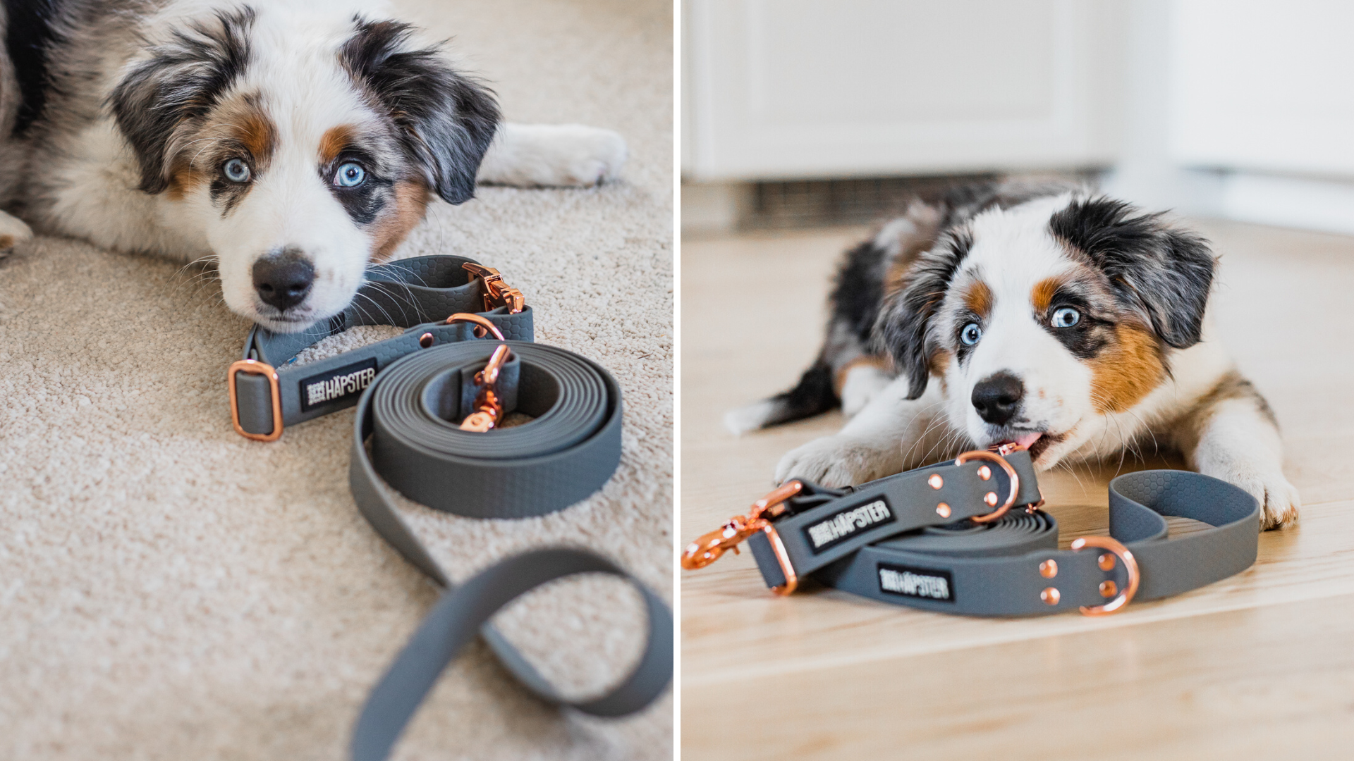 austraalia lambakoer halli jalutusrihmaga kuldsete pannaldega